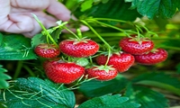 توت فرنگی گیلان به بازار مصرف رسید